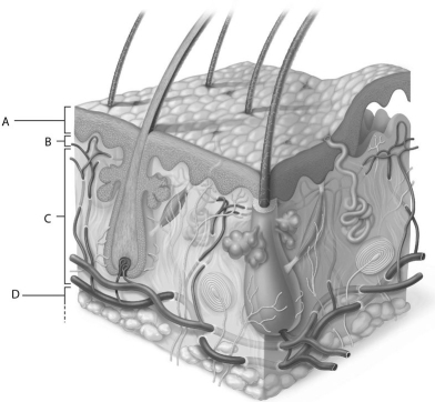   Figure 5.2 Using Figure 5.2, match the following: -Papillary layer of the dermis. A) A B) B C) C D) D