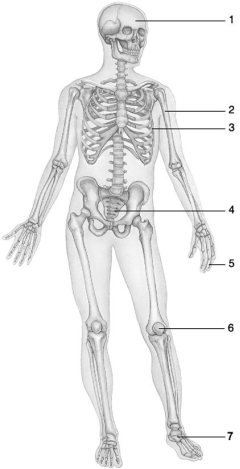     Figure 6.1 Using Figure 6.1, match the following bone types with the numbered structure:   -Bone 1. A) Irregular B) Flat C) Sesamoid D) Short E) Long