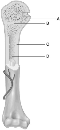  Figure 6.2 Using Figure 6.2, match the following: -Epiphysis of the bone. A) A B) D C) C D) B