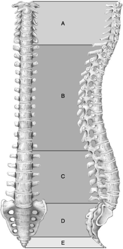     Figure 7.1 Using Figure 7.1, match the following: -Includes the atlas and the axis. A) A B) D C) B D) C E) E
