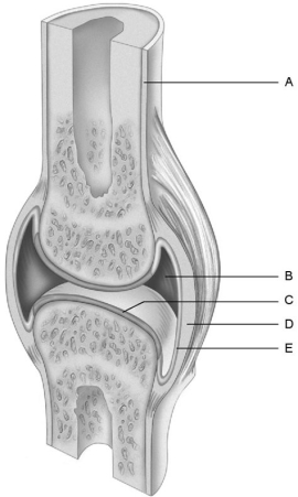     Figure 8.1 Using Figure 8.1, match the following: -Periosteum. A) A B) C C) D D) E E) B