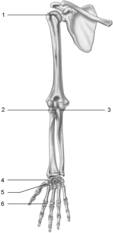   Figure 8.2 Using Figure 8.2, identify each type of synovial joint by name. -Joint 6. A) pivot B) saddle C) hinge D) condyloid E) ball and socket F) plane
