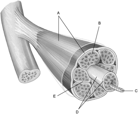     Figure 9.1 Using Figure 9.1, match the following: -Connective tissue surrounding muscle fiber bundles. A) A B) E C) D D) C E) B