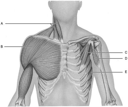   Figure 10.2 Using Figure 10.2, match the following: -Coracobrachialis. A) C B) D C) B D) E E) A