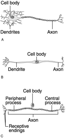     Figure 11.1 Using Figure 11.1, match the following: -In a reflex arc,which neuron has its cell body inside the spinal cord? A) C B) B C) A