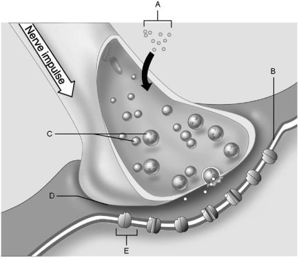   Figure 11.2 Using Figure 11.2, match the following: -Synaptic cleft. A) C B) E C) B D) D E) A