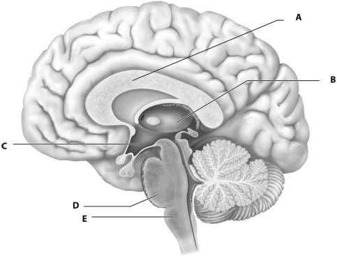     Figure 12.1 Using Fig. 12.1, Match the following: -Medulla Oblongata. A) C B) E C) A D) B E) D