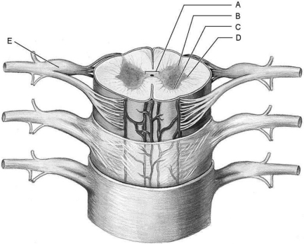   Figure 12.3 Using Figure 12.3, match the following: -Site of somatic motor neuron cell bodies. A) D B) A C) C D) B E) E