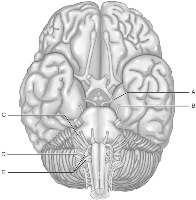     Figure 13.1 Using Figure 13.1, match the following: -Damage to this nerve would cause difficulty in speech and swallowing,but no effect on visceral organs. A) E B) B C) C D) D