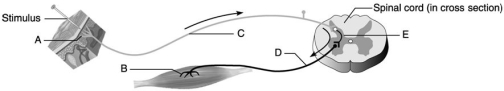   Figure 13.2 Using Figure 13.2, identify the following components of the reflex arc: -Receptor. A) E B) C C) A D) B E) D
