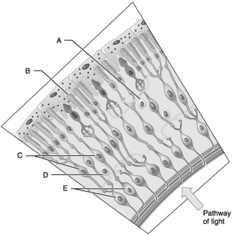     Figure 15.1 Using Figure 15.1, match the following: -Bipolar cells. A) B B) E C) A D) D E) C