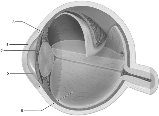   Figure 15.3 Using Figure 15.3, match the following: -Fluid blockages cause glaucoma. A) A B) C C) B D) E E) D