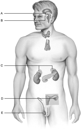     Figure 16.1 Using Figure 16.1, match the following: -Produces the hormones that direct the production of the secondary male sex characteristics. A) C B) D C) B D) E E) A