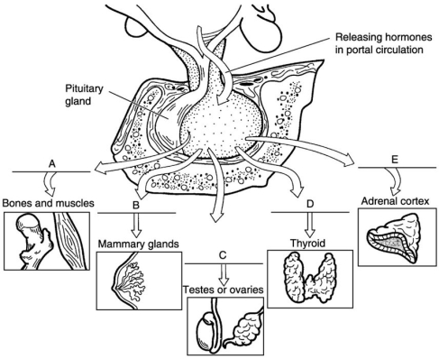   Figure 16.2 Using Figure 16.2, match the following anterior pituitary hormones with their targets: -Prolactin. A) B B) A C) C D) D E) E