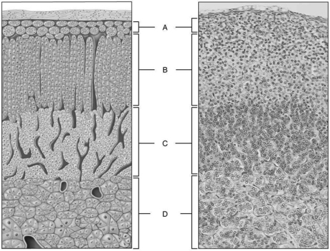   Figure 16.3 Using Figure 16.3, match the following: -Excess hormone levels from this region result in Cushing's syndrome. A) D B) A C) B D) C