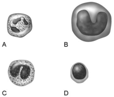     Figure 17.1 Using Figure 17.1, match the following: -When activated becomes a macrophage that fights infection. A) B B) D C) C D) A