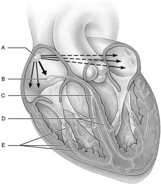     Figure 18.1 Using Figure 18.1, match the following: -Subendocardial conducting network (Purkinje fibers) . A) E B) D C) B D) A E) C