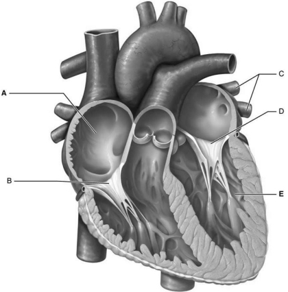   Figure 18.4 Using Figure 18.4, match the following: -Mitral (bicuspid) valve. A) A B) C C) D D) B E) E