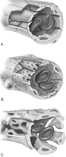     Figure 19.1 Using Figure 19.1, match the following: -Capillary found where active capillary absorption of filtrate occurs. A) A B) B C) C