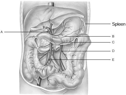   Figure 19.2 Using Figure 19.2, match the following: -Splenic vein. A) E B) B C) D D) C E) A