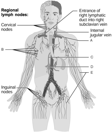     Figure 20.1 Using Figure 20.1, match the following: -Collecting lymphatic vessels. A) D B) B C) A D) C E) E