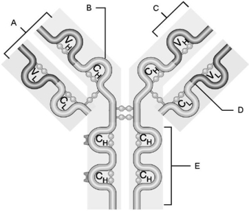     Figure 21.1 Using Figure 21.1, match the following: -Light chain. A) B B) D C) A D) E E) C