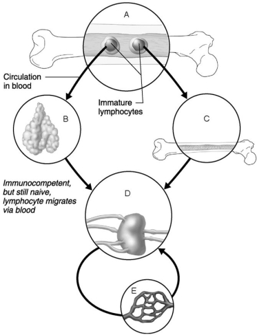   Figure 21.2 Using Figure 21.2, match the following: -Area seeded by immunocompetent B and T cells. A) D B) C C) B D) E