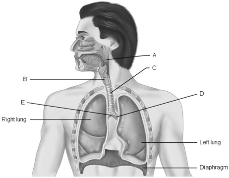     Figure 22.1 Using Figure 22.1, match the following: -Carina of trachea. A) E B) A C) C D) B E) D