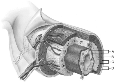     Figure 23.1 Using Figure 23.1, match the following: -Smooth muscle layer. A) A B) D C) B D) C