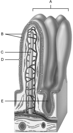   Figure 23.2 Using Figure 23.2, match the following: -Cell type specialized to secrete mucus into the lumen of the intestinal tract. A) E B) C C) B D) D E) A