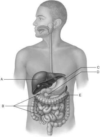   Figure 23.3 Using Figure 23.3, match the following: -Produces enzymes that break down all categories of foodstuffs. A) C B) D C) B D) A E) E