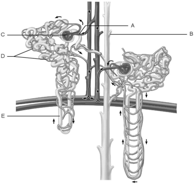     Figure 25.1 Using Figure 25.1, match the following: -Afferent arteriole. A) B B) C C) A D) D E) E