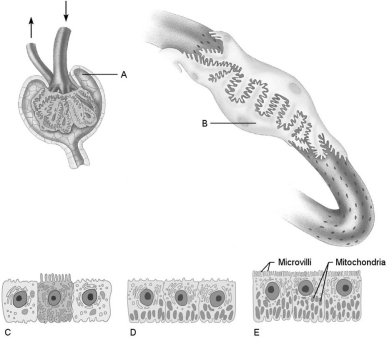   Figure 25.2 Using Figure 25.2, match the following: -Cells that are the most active in reabsorbing the filtrate. A) E B) C C) D D) B E) A