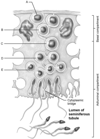     Figure 27.1 Using Figure 27.1, match the following: -Early spermatids. A) A B) C C) D D) E E) B