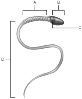   Figure 27.2 Using Figure 27.2, match the following: -Midpiece. A) C B) B C) A D) D