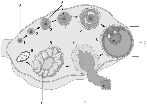   Figure 27.3 Using Figure 27.3, match the following: -Primary follicles. A) E B) A C) C D) D E) B