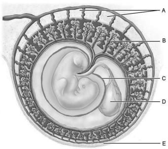   Figure 28.2 Using Figure 28.2, match the following: -Site of early blood cell production,and forms part of the gut (digestive tube) . A) C B) E C) A D) D E) B