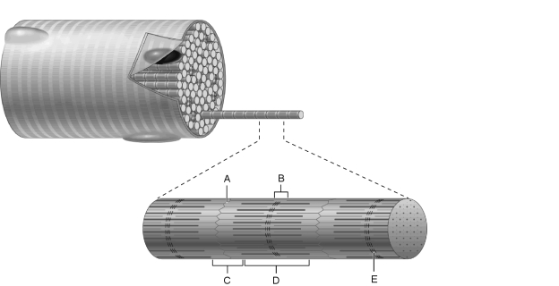   Figure 9.2 Using Figure 9.2, match the following: -Z disc.