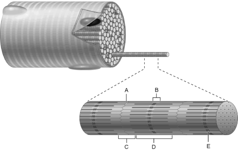   Figure 9.2 Using Figure 9.2, match the following: -I band.