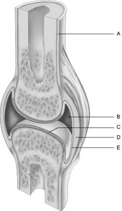   Figure 8.1 Using Figure 8.1, match the following: -The hip joint, like the shoulder joint, is a joint.