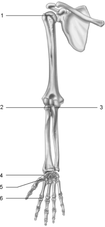   Figure 8.2 Using Figure 8.2, identify each type of synovial joint by name. -Joint 6.