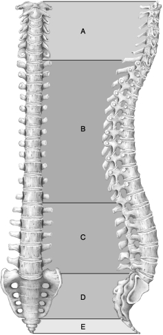   Figure 7.1 Using Figure 7.1, match the following: -Transverse foramina present.