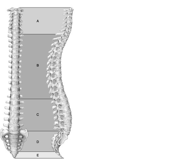   Figure 7.1 Using Figure 7.1, match the following: -Contains the joint that allows you to rotate your head  no. 