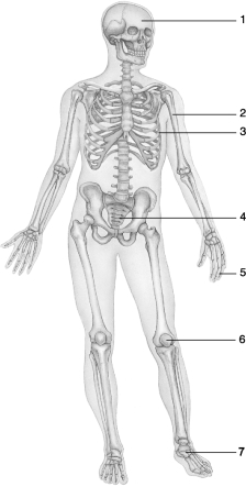   Figure 6.1Using Figure 6.1, match the following bone types with the numbered structure: -How is the beginning of intramembranous ossification different from endochondral ossification?