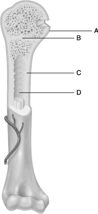   Figure 6.2Using Figure 6.2, match the following: -Several hormones control the remodeling of bones. Which two respond to changing blood calcium levels?