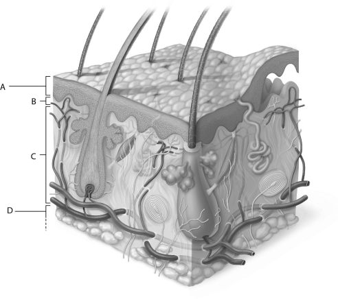   Figure 5.2Using Figure 5.2, match the following: Hypodermis<div style=padding-top: 35px> 