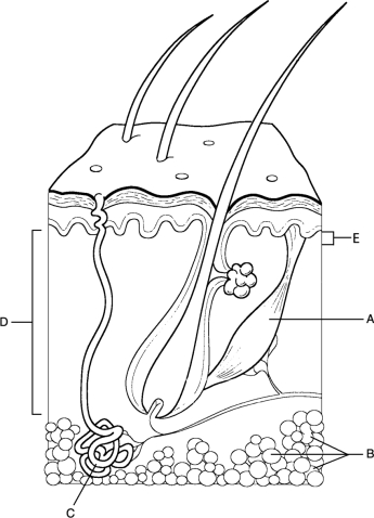   Figure 5.1Using Figure 5.1, match the following: Where capillary loops are found.<div style=padding-top: 35px> 