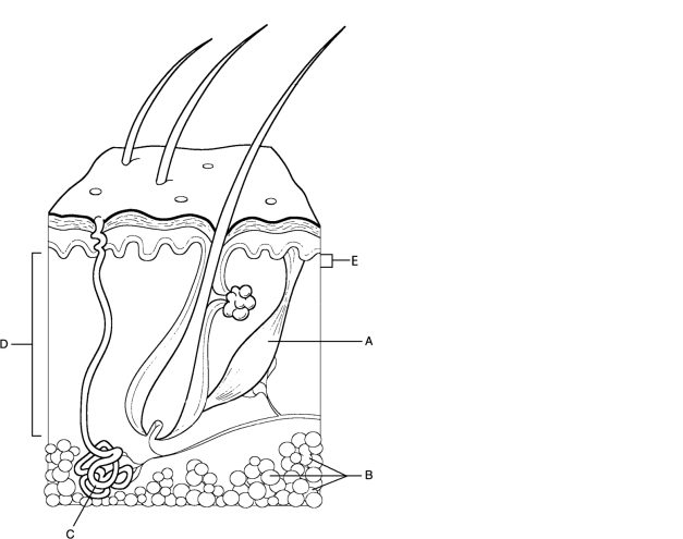   Figure 5.1Using Figure 5.1, match the following: -What are six of the functions of the epidermis?