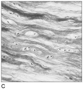           Figure 4.1Using Figure 4.1, match the following: -Composed of cells in a fluid matrix.