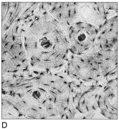           Figure 4.1Using Figure 4.1, match the following: -Composed of cells in a fluid matrix.